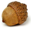 acorn acorn