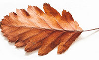 copper-leaf3 copper-leaf3