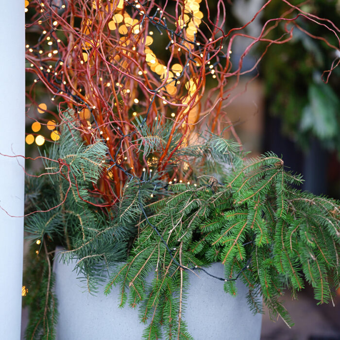 A festive arrangement in a gray pot, including pine branches and red twigs decorated with a yellow garland